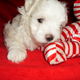 Male and Female Maltese Puppies For free adoption