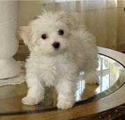 Nice Looking Maltese Puppies For X-Mas